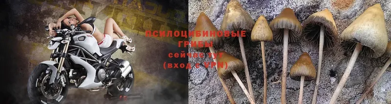 Псилоцибиновые грибы Magic Shrooms  Москва 